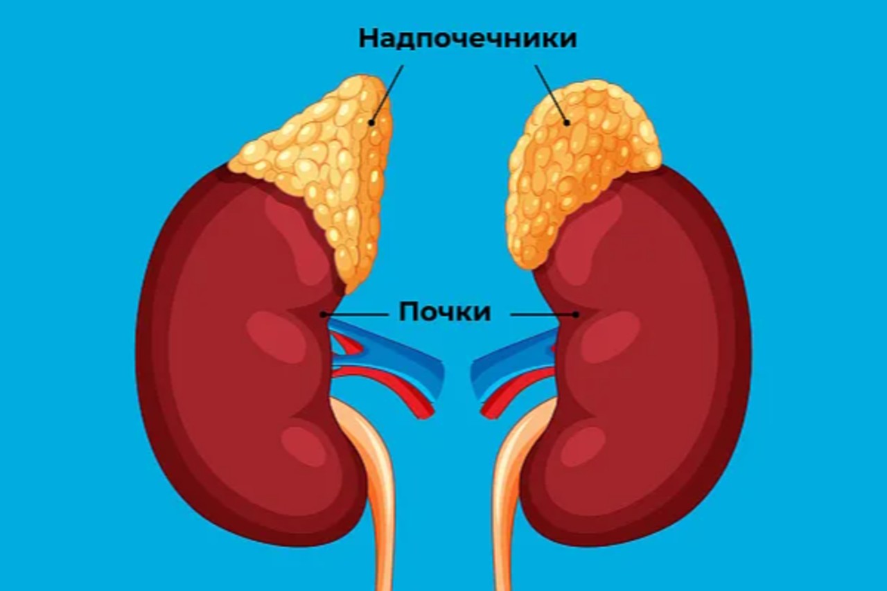 Схематическое изображение надпочечников и почек с указанием их анатомического расположения.
